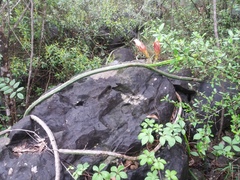 Selenicereus spinulosus