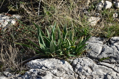 Iris pallida illyrica
