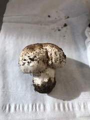 Agaricus bernardii