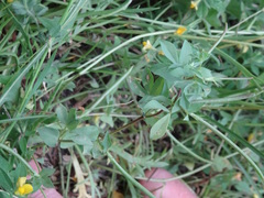 Lotus conimbricensis