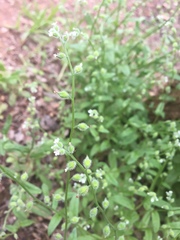 Myosotis macrosperma