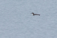 Gavia arctica