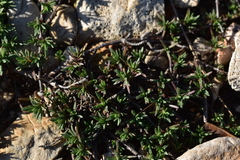 Fumana ericifolia