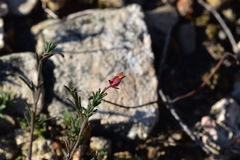 Fumana ericifolia