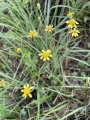 Senecio affinis