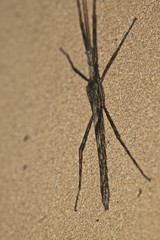 Xeroderus kirbyi