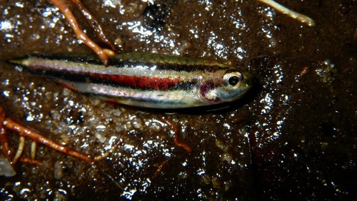 Dwarf pencilfish (Nannostomus marginatus) — Lebiasinidae — 3