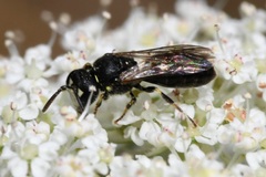 Hylaeus sinuatus