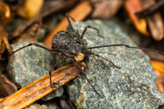 Dendrolasma mirabile