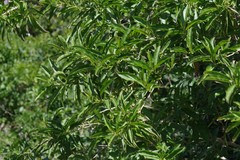 Cestrum laevigatum