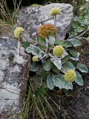 Hermas lanata