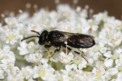 Hylaeus sinuatus