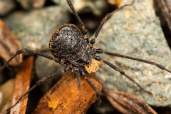 Dendrolasma mirabile