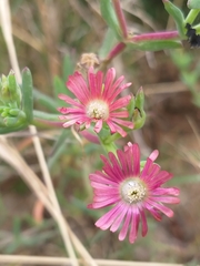Delosperma multiflorum