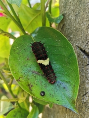 Mimoides ilus branchus