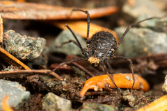 Dendrolasma mirabile