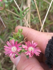 Delosperma multiflorum