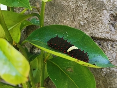 Mimoides ilus branchus