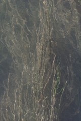 Zostera capensis