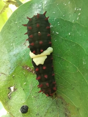 Mimoides ilus branchus