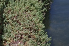 Chenolea diffusa