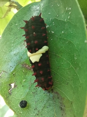 Mimoides ilus branchus