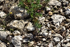 Petrosedum ochroleucum