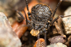 Dendrolasma mirabile