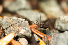 Dendrolasma mirabile