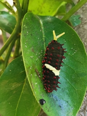 Mimoides ilus branchus