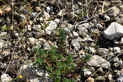 Petrosedum ochroleucum