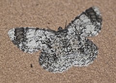 Amblychia subrubida