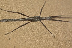 Xeroderus kirbyi