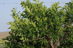Rhamnus prinoides