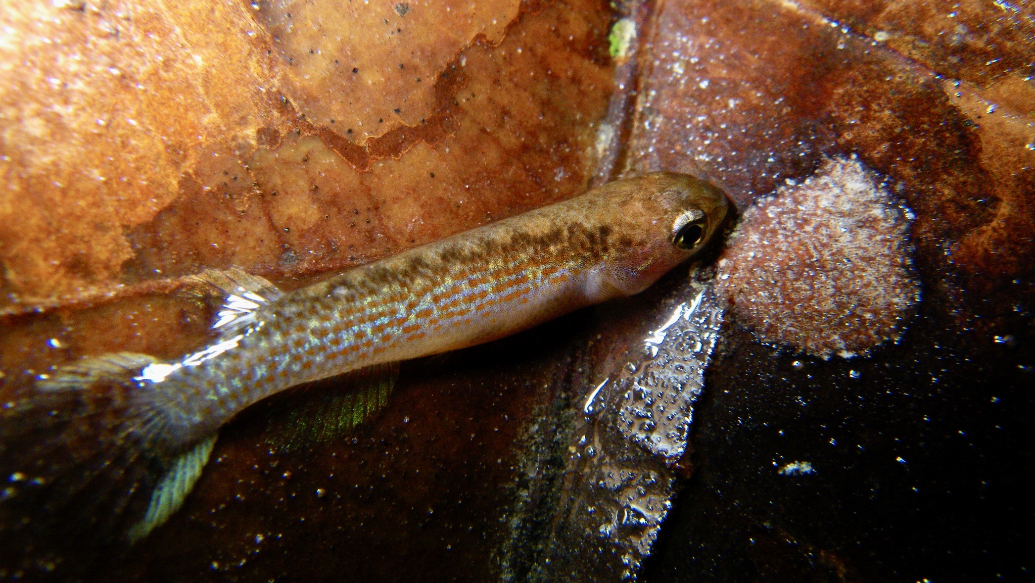 Anablepsoides stagnatus