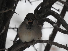 Passer domesticus