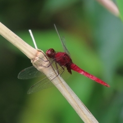 Erythemis mithroides