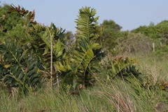 Encephalartos arenarius