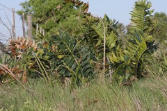 Encephalartos arenarius