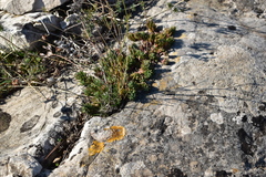 Petrosedum ochroleucum