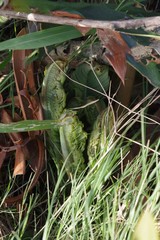 Encephalartos arenarius