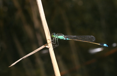 Ischnura aralensis