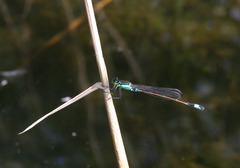 Ischnura aralensis