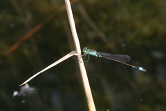 Ischnura aralensis
