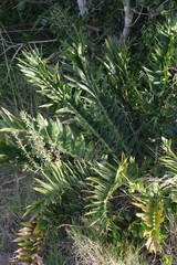 Encephalartos arenarius