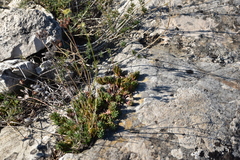 Petrosedum ochroleucum