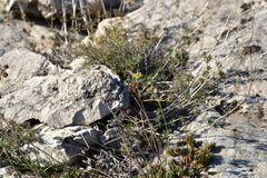 Petrosedum ochroleucum