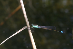 Ischnura aralensis