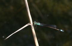 Ischnura aralensis