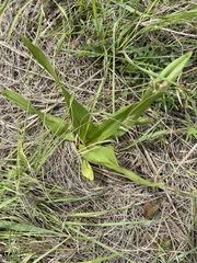 Hypoxis interjecta